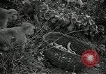 Image monkey island Puerto Rico, 1941, de la seconde 46 séquences d'archives historiques vidéo 65675029923