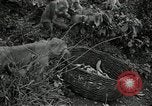 Image monkey island Puerto Rico, 1941, de la seconde 47 séquences d'archives historiques vidéo 65675029923