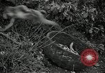 Image monkey island Puerto Rico, 1941, de la seconde 48 séquences d'archives historiques vidéo 65675029923