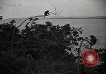 Image monkey island Puerto Rico, 1941, de la seconde 50 séquences d'archives historiques vidéo 65675029923