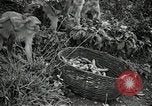 Image monkey island Puerto Rico, 1941, de la seconde 53 séquences d'archives historiques vidéo 65675029923
