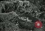 Image monkey island Puerto Rico, 1941, de la seconde 54 séquences d'archives historiques vidéo 65675029923