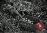 Image monkey island Puerto Rico, 1941, de la seconde 55 séquences d'archives historiques vidéo 65675029923
