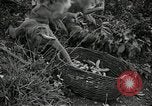 Image monkey island Puerto Rico, 1941, de la seconde 56 séquences d'archives historiques vidéo 65675029923