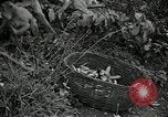 Image monkey island Puerto Rico, 1941, de la seconde 57 séquences d'archives historiques vidéo 65675029923