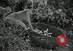 Image monkey island Puerto Rico, 1941, de la seconde 58 séquences d'archives historiques vidéo 65675029923