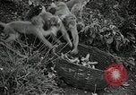 Image monkey island Puerto Rico, 1941, de la seconde 59 séquences d'archives historiques vidéo 65675029923
