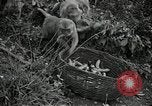 Image monkey island Puerto Rico, 1941, de la seconde 60 séquences d'archives historiques vidéo 65675029923