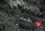 Image monkey island Puerto Rico, 1941, de la seconde 61 séquences d'archives historiques vidéo 65675029923
