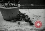 Immagine di Neve in primavera New York City USA, 1965, secondo 10 filmato di repertorio 65675029927