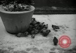 Immagine di Neve in primavera New York City USA, 1965, secondo 11 filmato di repertorio 65675029927