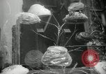 Immagine di Neve in primavera New York City USA, 1965, secondo 33 filmato di repertorio 65675029927