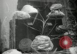 Immagine di Neve in primavera New York City USA, 1965, secondo 34 filmato di repertorio 65675029927