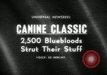 Immagine di Dog show New York United States USA, 1966, secondo 1 filmato di repertorio 65675029933