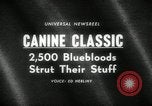 Immagine di Dog show New York United States USA, 1966, secondo 3 filmato di repertorio 65675029933