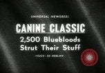 Immagine di Dog show New York United States USA, 1966, secondo 4 filmato di repertorio 65675029933