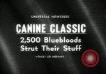Immagine di Dog show New York United States USA, 1966, secondo 5 filmato di repertorio 65675029933