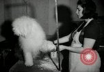 Immagine di Dog show New York United States USA, 1966, secondo 6 filmato di repertorio 65675029933