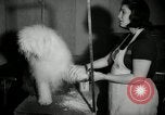 Immagine di Dog show New York United States USA, 1966, secondo 7 filmato di repertorio 65675029933