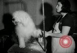 Immagine di Dog show New York United States USA, 1966, secondo 8 filmato di repertorio 65675029933