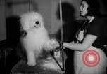 Immagine di Dog show New York United States USA, 1966, secondo 9 filmato di repertorio 65675029933