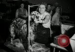Immagine di Dog show New York United States USA, 1966, secondo 13 filmato di repertorio 65675029933