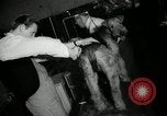 Immagine di Dog show New York United States USA, 1966, secondo 15 filmato di repertorio 65675029933