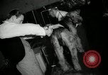 Immagine di Dog show New York United States USA, 1966, secondo 16 filmato di repertorio 65675029933