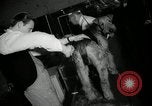 Immagine di Dog show New York United States USA, 1966, secondo 17 filmato di repertorio 65675029933