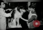 Immagine di Dog show New York United States USA, 1966, secondo 19 filmato di repertorio 65675029933