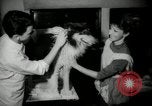 Immagine di Dog show New York United States USA, 1966, secondo 21 filmato di repertorio 65675029933