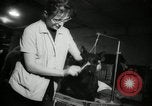 Immagine di Dog show New York United States USA, 1966, secondo 22 filmato di repertorio 65675029933