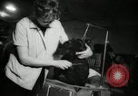 Immagine di Dog show New York United States USA, 1966, secondo 24 filmato di repertorio 65675029933