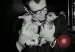 Immagine di Dog show New York United States USA, 1966, secondo 27 filmato di repertorio 65675029933