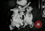 Immagine di Dog show New York United States USA, 1966, secondo 28 filmato di repertorio 65675029933