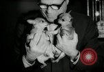 Immagine di Dog show New York United States USA, 1966, secondo 29 filmato di repertorio 65675029933