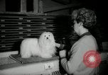 Immagine di Dog show New York United States USA, 1966, secondo 30 filmato di repertorio 65675029933