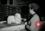 Immagine di Dog show New York United States USA, 1966, secondo 31 filmato di repertorio 65675029933