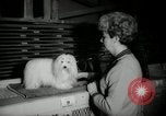 Immagine di Dog show New York United States USA, 1966, secondo 32 filmato di repertorio 65675029933