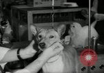 Immagine di Dog show New York United States USA, 1966, secondo 33 filmato di repertorio 65675029933