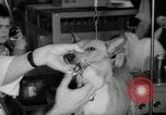 Immagine di Dog show New York United States USA, 1966, secondo 34 filmato di repertorio 65675029933