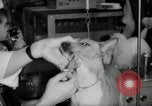 Immagine di Dog show New York United States USA, 1966, secondo 35 filmato di repertorio 65675029933
