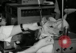 Immagine di Dog show New York United States USA, 1966, secondo 36 filmato di repertorio 65675029933