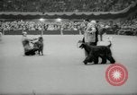 Immagine di Dog show New York United States USA, 1966, secondo 56 filmato di repertorio 65675029933