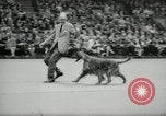 Immagine di Dog show New York United States USA, 1966, secondo 60 filmato di repertorio 65675029933