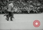 Immagine di Dog show New York United States USA, 1966, secondo 62 filmato di repertorio 65675029933