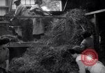 Image of chaff cut United Kingdom, 1915, second 12 stock footage video 65675029964