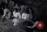 Image of chaff cut United Kingdom, 1915, second 36 stock footage video 65675029964