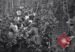 Image of hoppers of kent Kent England United Kingdom, 1915, second 19 stock footage video 65675029967