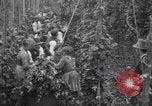 Image of hoppers of kent Kent England United Kingdom, 1915, second 20 stock footage video 65675029967